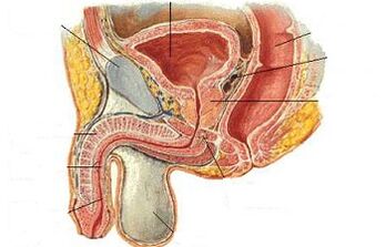 The location of the ji point in men